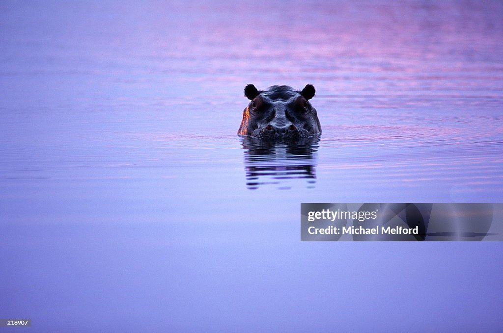 HALF SUBMERGED HIPPOPOTAMUS' HEAD