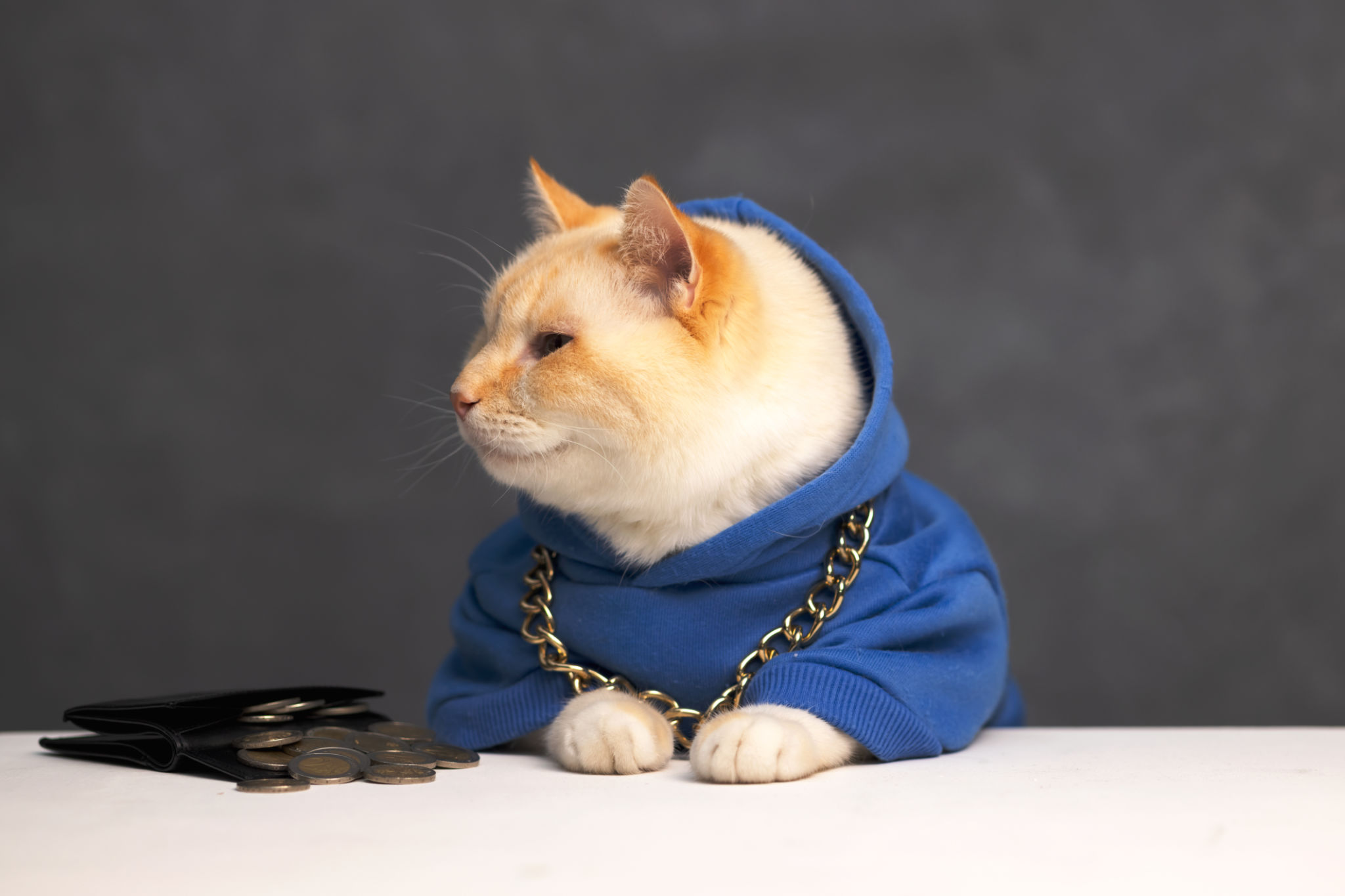 dog coin