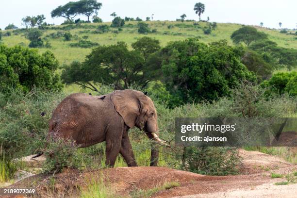 elephant in murchison falls national parc uganda - uganda stock pictures, royalty-free photos & images
