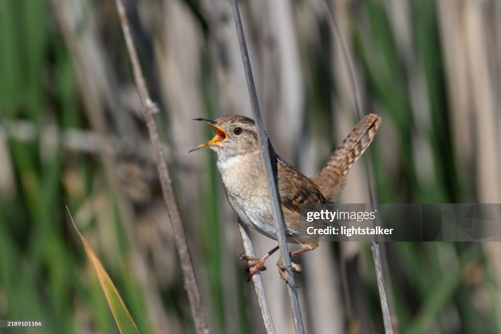 Marsh Wren