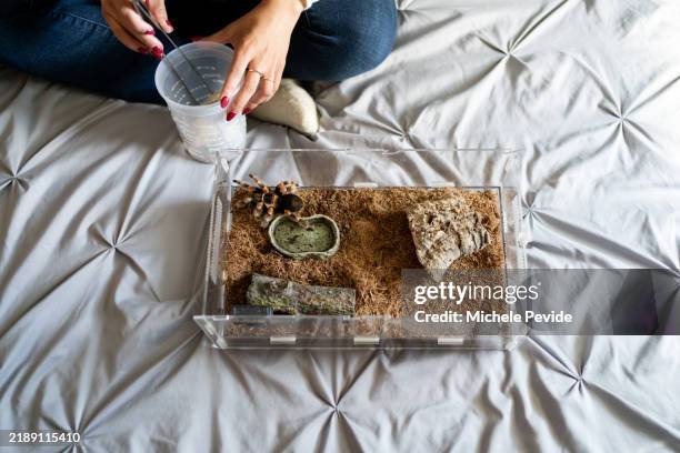 latin woman taking care of her spider pet at home - exotic pets stock pictures, royalty-free photos & images