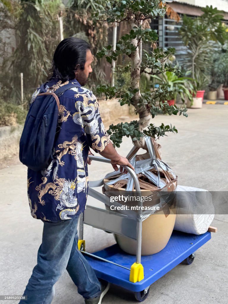 Close-up image of Indian man pushing flatbed trolley over concrete street, transporting fig bonsai tree (Ficus) with S-bend trunk, large ceramic pot, plastic covered rolled duvet, residential apartment block background, rear view, focus on foreground