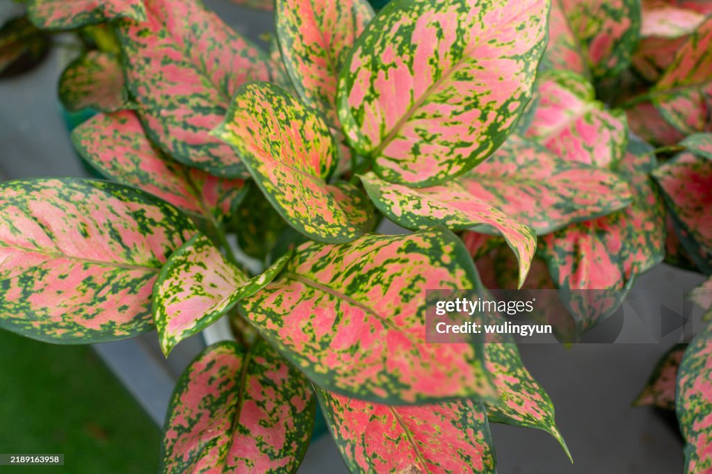 Aglaonema