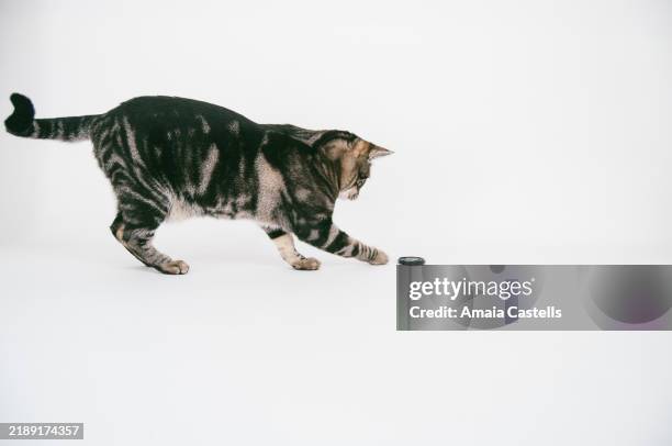 cat playing. - tabby cat playing stock pictures, royalty-free photos & images
