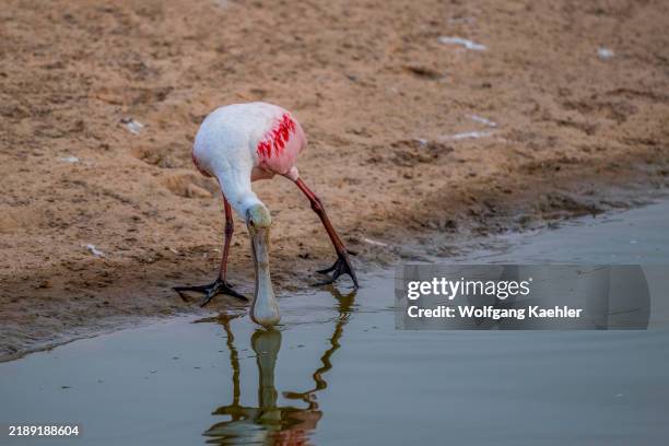 Roseate Spoonbill is feeding in a pond near the Piuval Lodge in the Northern Pantanal, State of Mato Grosso, Brazil.