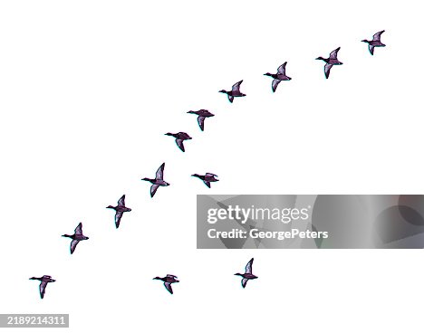 Ducks flying in V-Formation with Glitch Technique Ducks flying in V-Formation with Glitch Technique