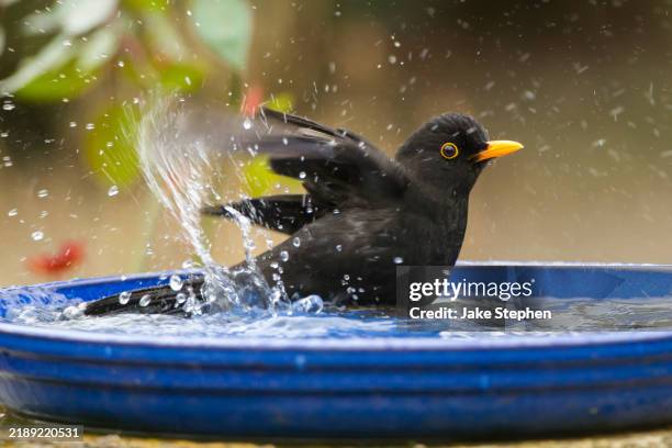 blackbird bathing - birdbath stock pictures, royalty-free photos & images