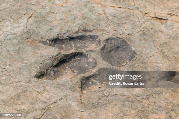 dinosaur footprint - dinosauri foto e immagini stock
