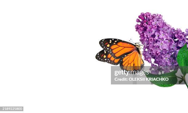 orange tropical monarch butterfly on purple lilac flowers in dew drops isolated on white. copy space