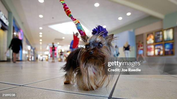 Linda Hopson walks her dog, Tiny Pinocchio, in a mall June 2, 2003 in St. Petersburg, Florida. Hopson is vying to have her dog named the world's...