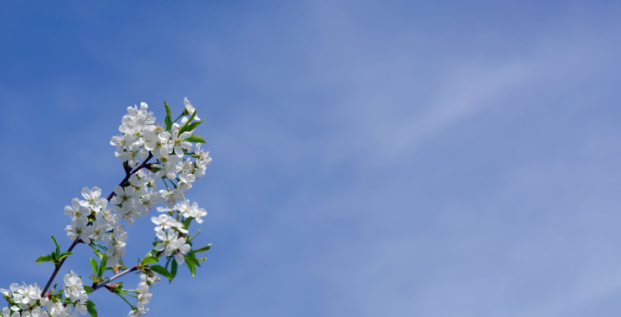 spring blossoms