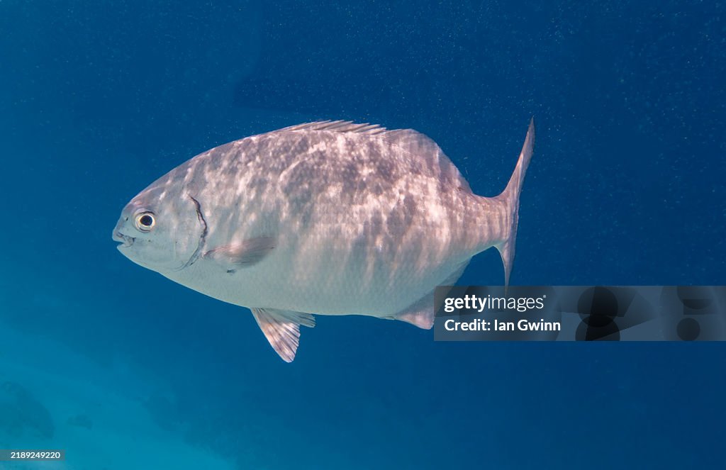 Bermuda Chub