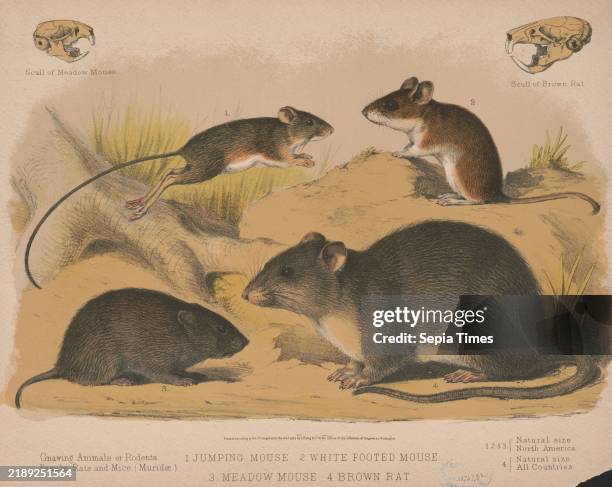 Jumping mouse. 2. White footed mouse. 3. Meadow mouse. 4. Brown rat, Print shows three types of mice and a brown rat, all full-length, profile views;...
