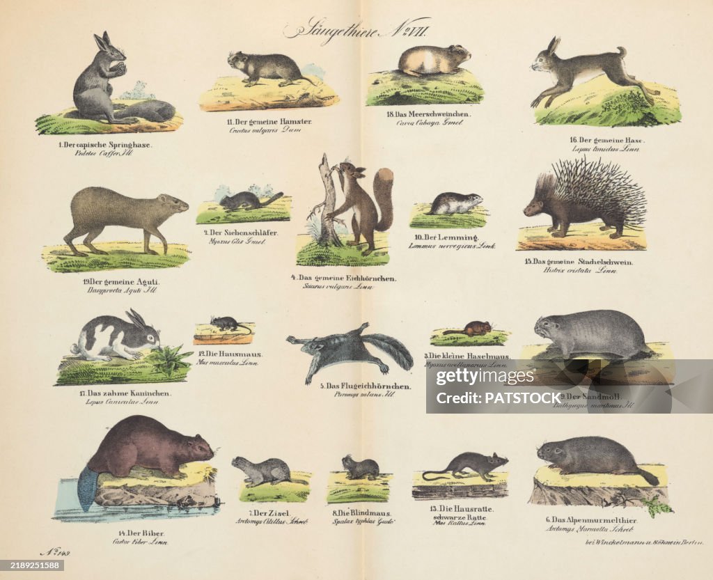 Vintage 19th century print showcasing various animals