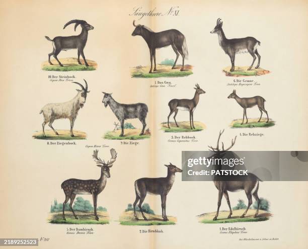 vintage 19th century print showcasing various animals - zoology stock pictures, royalty-free photos & images