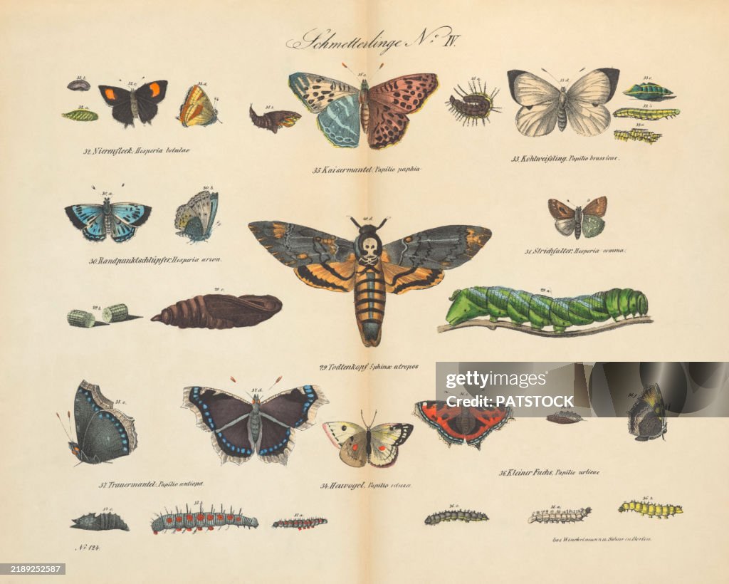 Vintage 19th century print showcasing various