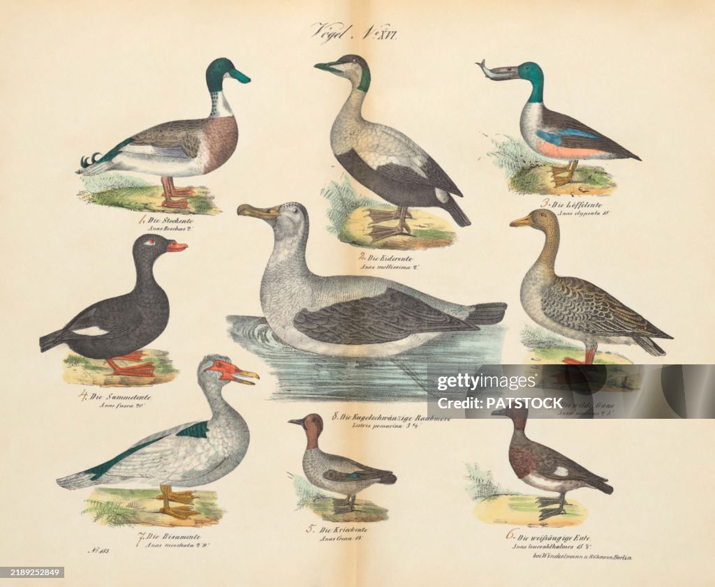 Vintage 19th century print showcasing various birds