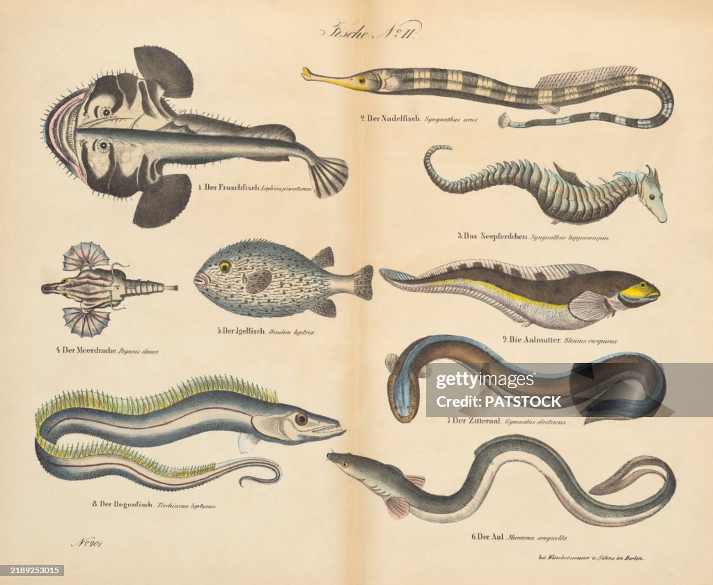 Vintage 19th century print showcasing various
