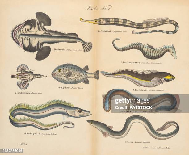 Vintage 19th Century Print Showcasing Various, Stockfoto