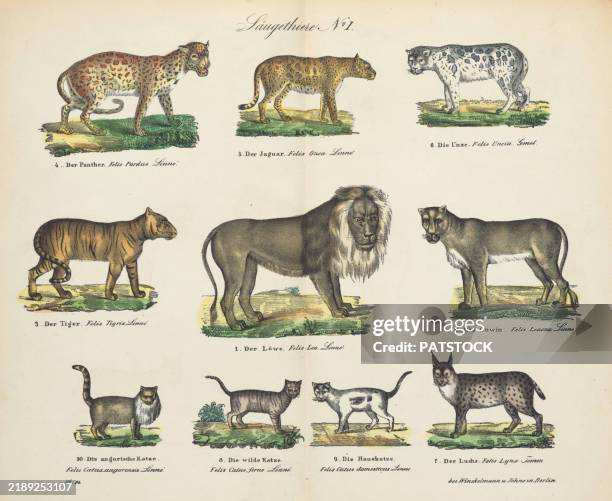 vintage 19th century print showcasing various cats - jaguar cat stock pictures, royalty-free photos & images