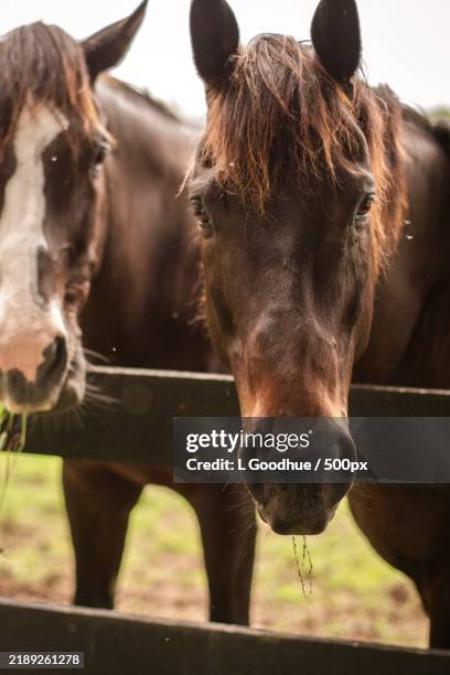 close-up portrait of horses,leesburg,virginia,united states,usa - leesburg virginia stock pictures, royalty-free photos & images