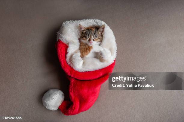 sleeping kitten snuggled in a fluffy santa hat - santa hat stock pictures, royalty-free photos & images