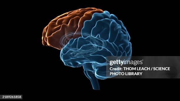 human brain frontal lobe, illustration - frontal lobe stock illustrations
