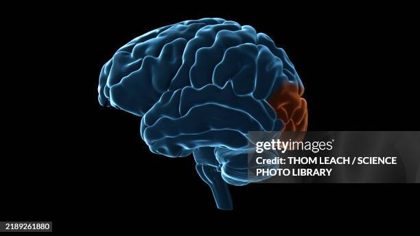 human brain occipital lobe, illustration - visual cortex stock illustrations
