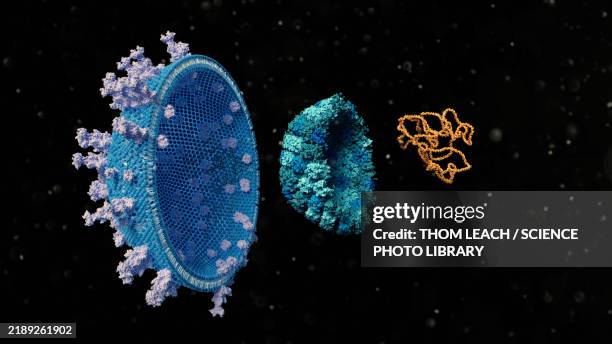 herpes simplex virus type 1, illustration - immunotherapy stock illustrations