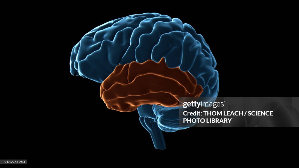 Temporal Function Brain Human Brain Temporal Lobe Illustration High-Res Vector Graphic - Getty ...