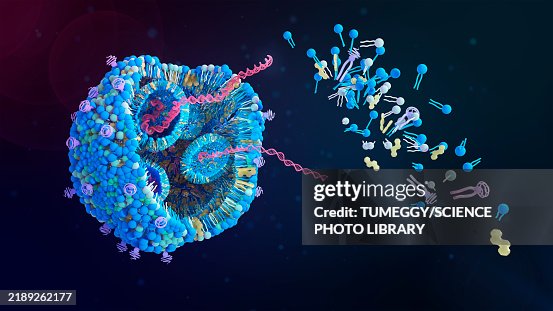 Lipid nanoparticle structure, illustration Lipid nanoparticle structure, illustration