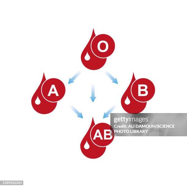 abo blood compatibility, illustration - bone marrow stock illustrations