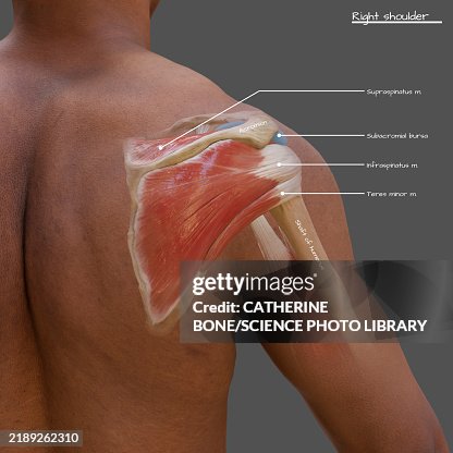 Posterior Rtc Posterior View Of Rotator Cuff Illustration High-Res Vector Graphic ...