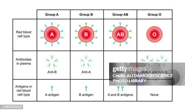 stockillustraties, clipart, cartoons en iconen met abo blood groups, illustration - menselijk bloed