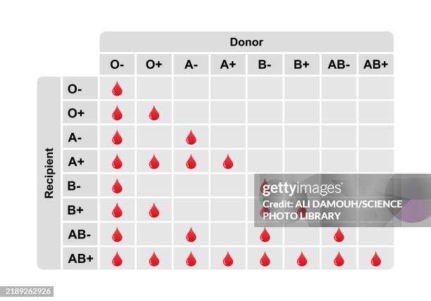 abo blood compatibility, illustration - bone marrow stock illustrations