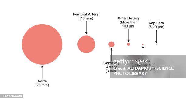 artery structure, illustration - circulatory system stock illustrations