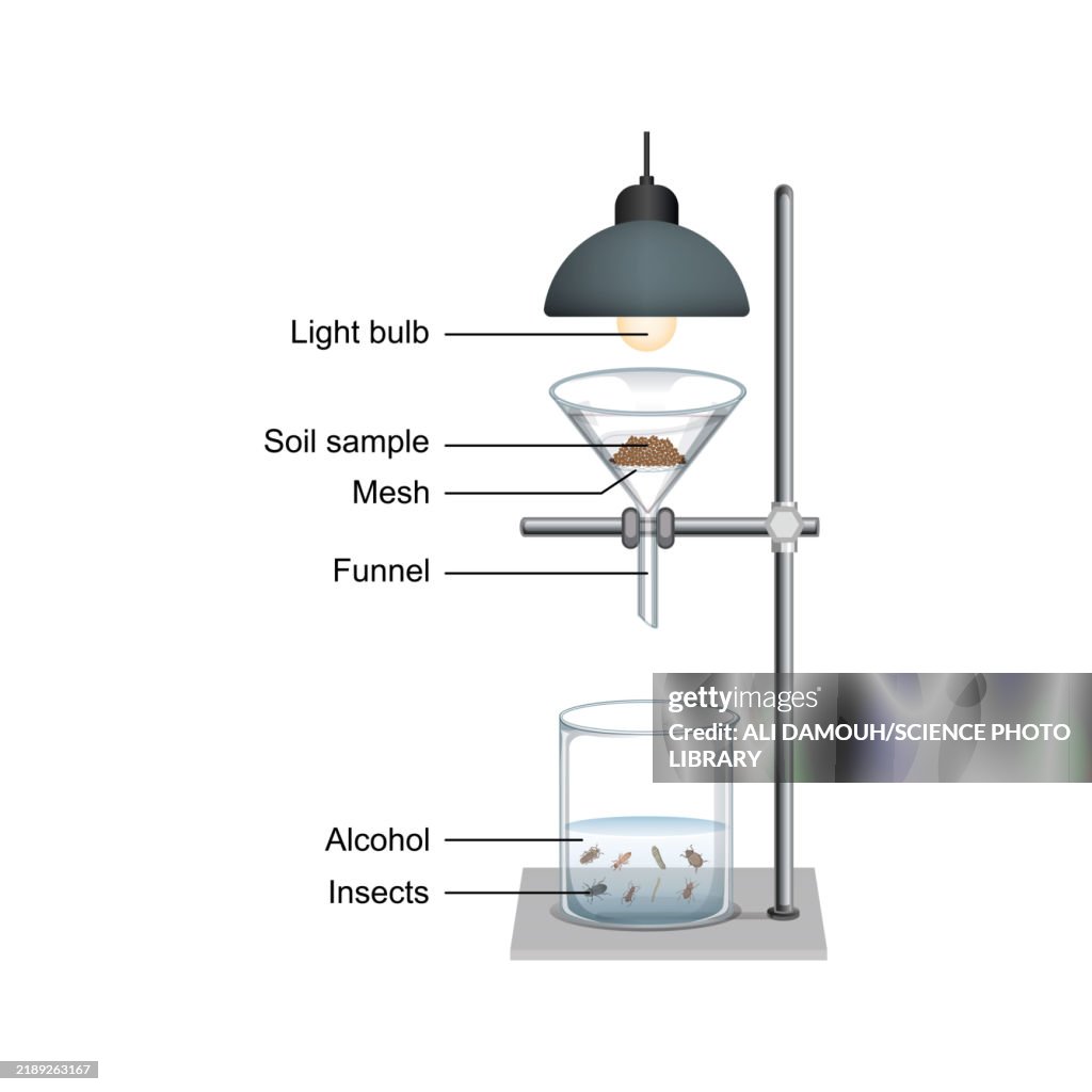 Berlese Funnel Experiment Illustration High-Res Vector Graphic - Getty ...