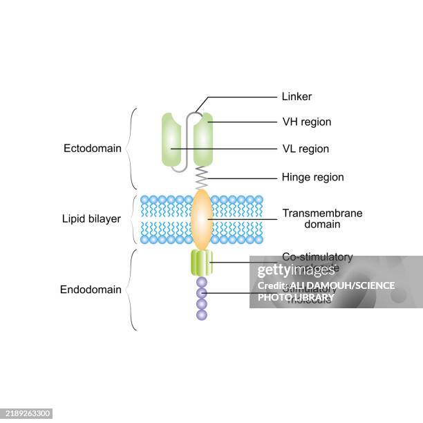 car-t cell structure, illustration - t cell stock illustrations