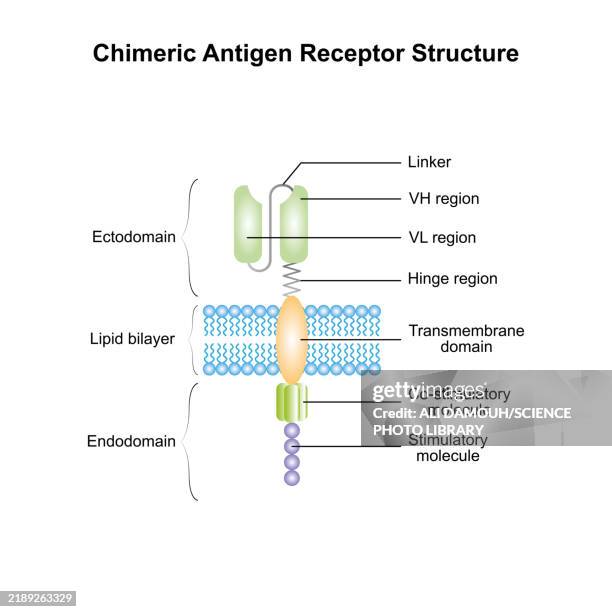 T Structure 687 Medical Cell Diagram Stock Photos, High-Res Pictures, and Images ...