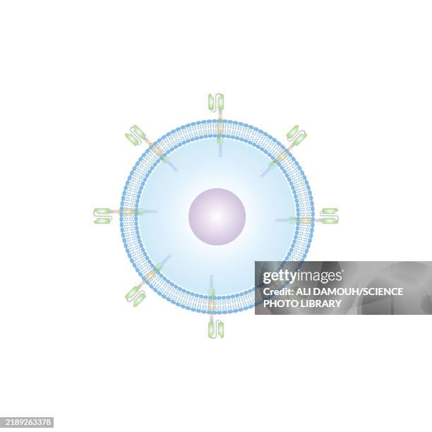 stockillustraties, clipart, cartoons en iconen met car-t cell structure, illustration - chimeric antigen receptor