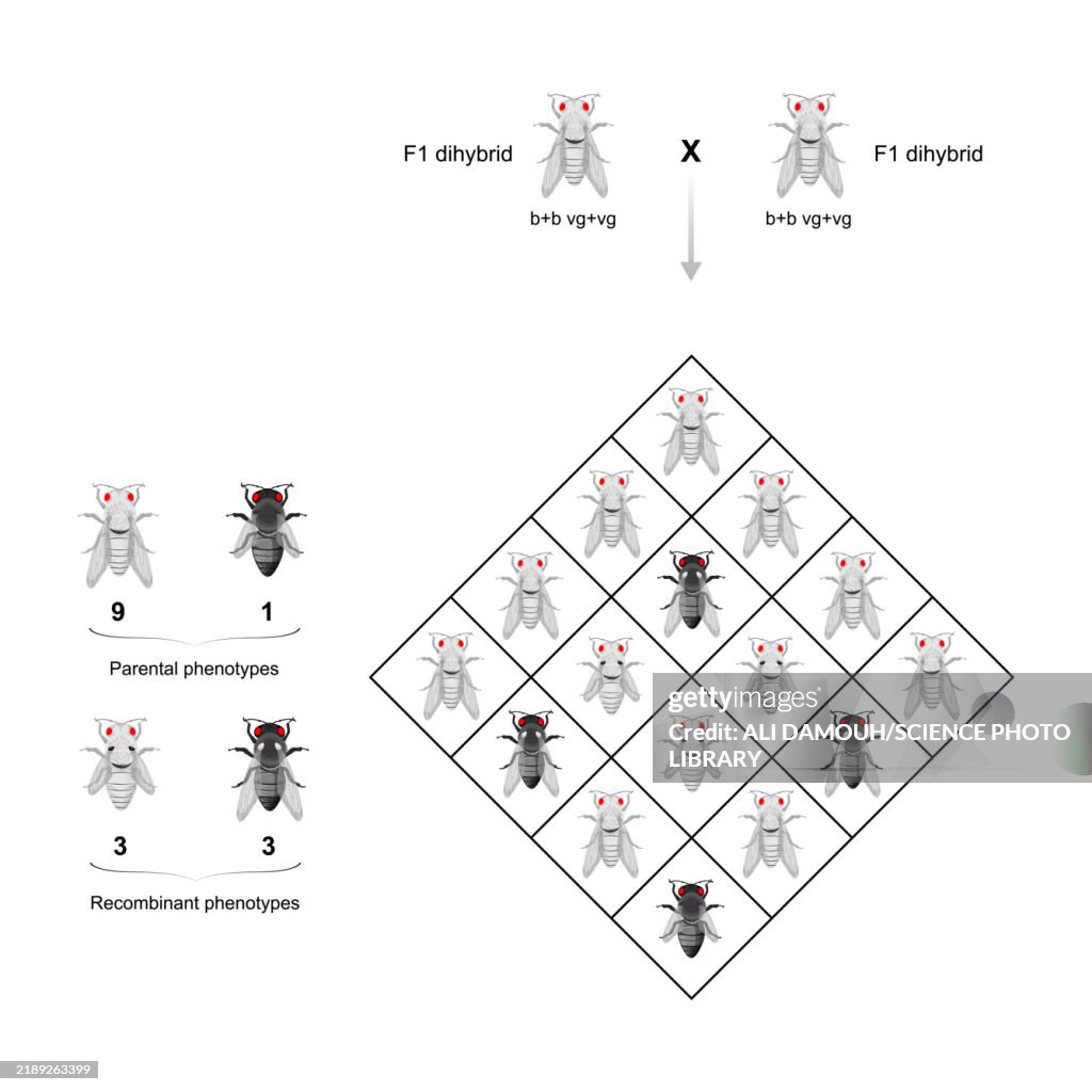 Dihybridism cross, illustration