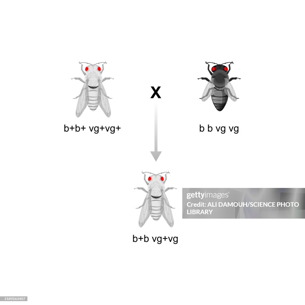 Dihybridism cross, illustration