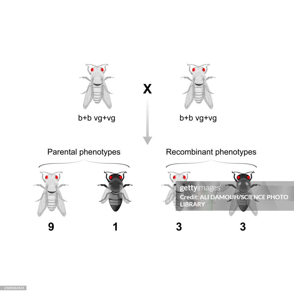Dihybridism cross, illustration
