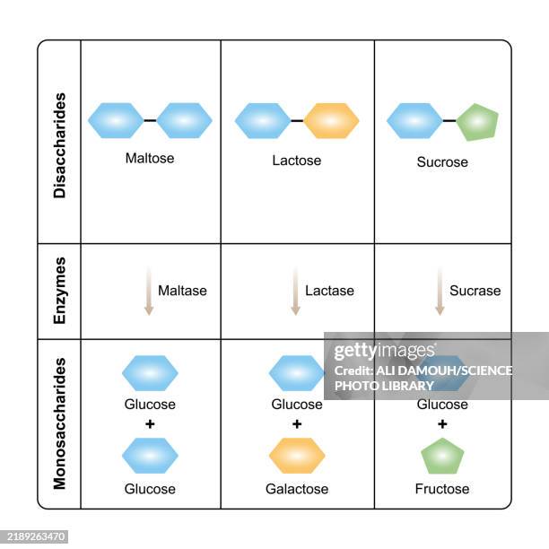 disaccharides digestion, illustration - carbohydrate biological molecule stock illustrations