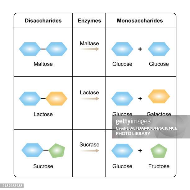 disaccharides digestion, illustration - carbohydrate biological molecule stock illustrations