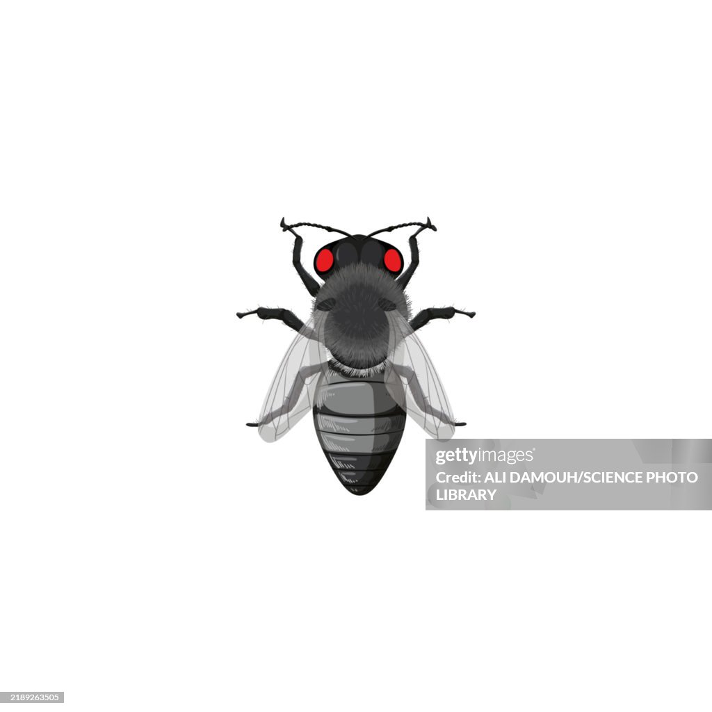 Drosophila melanogaster, illustration