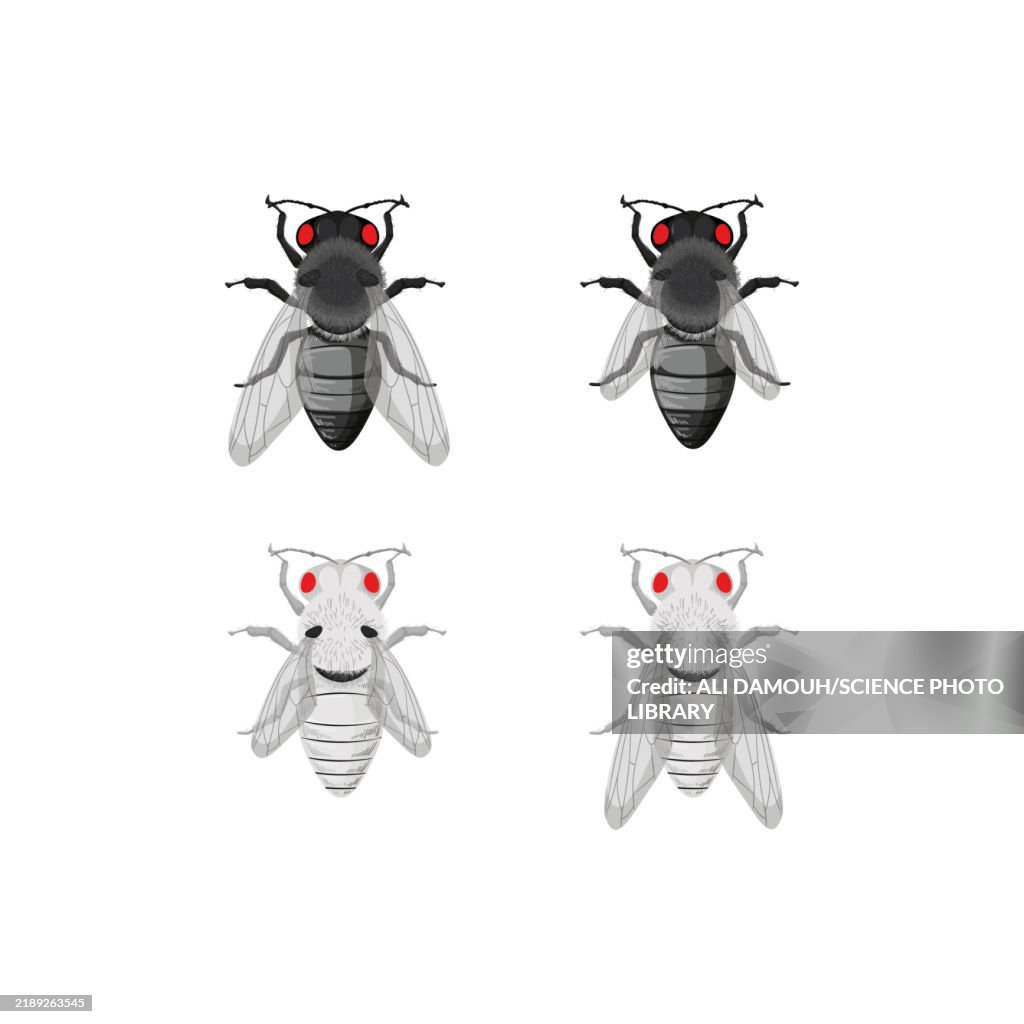 Drosophila melanogaster, illustration