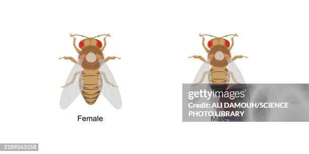 drosophila melanogaster, illustration - fruit fly eyes stock illustrations