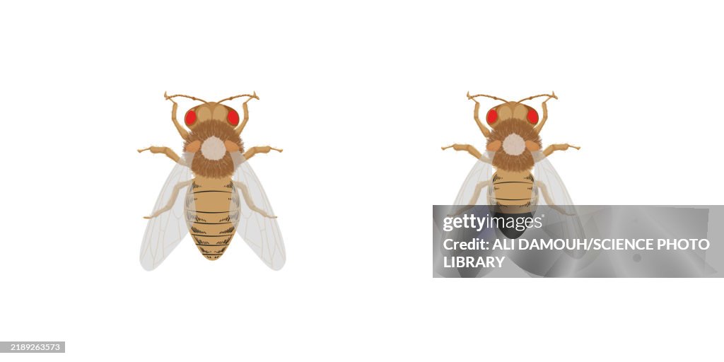 Drosophila melanogaster, illustration