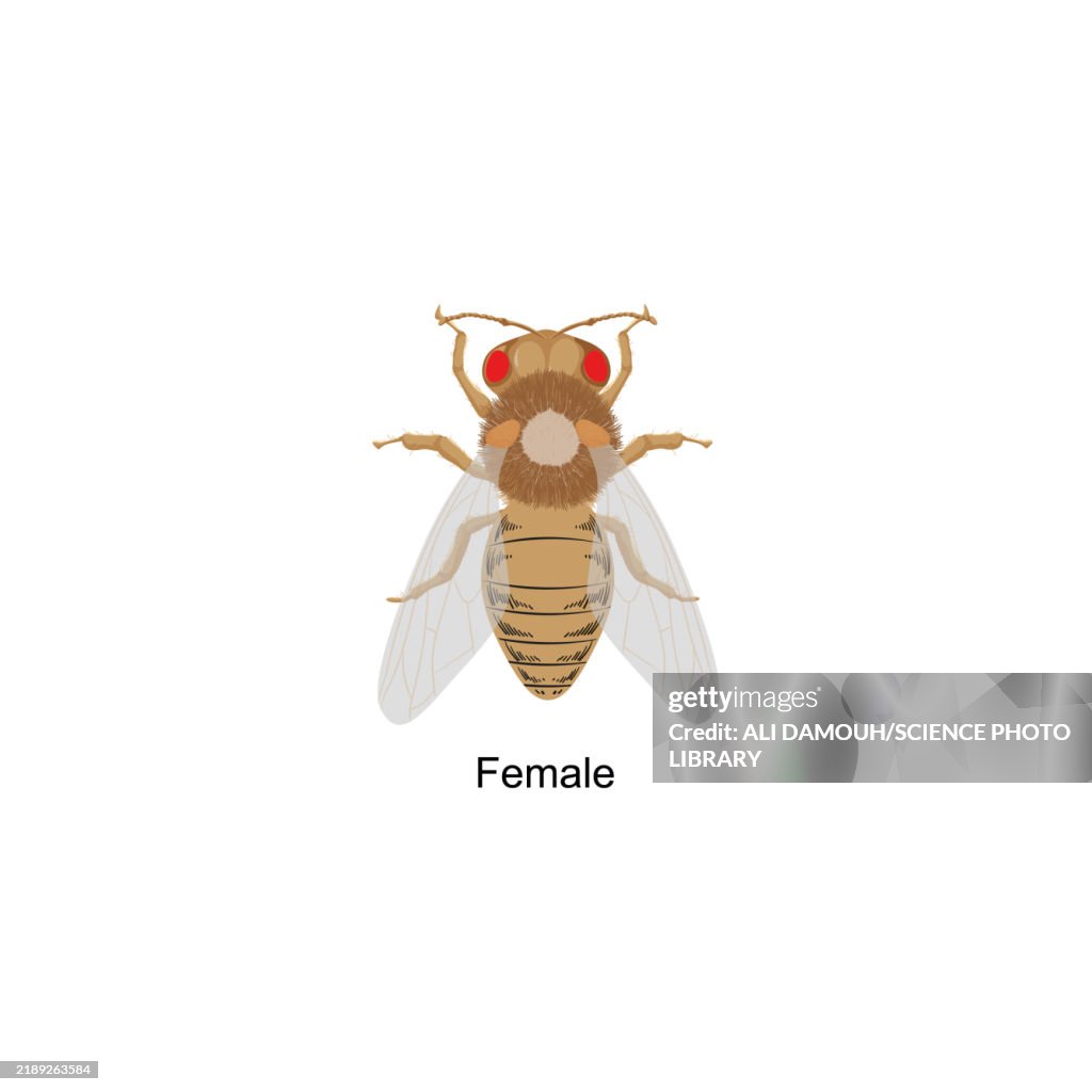 Drosophila melanogaster female, illustration
